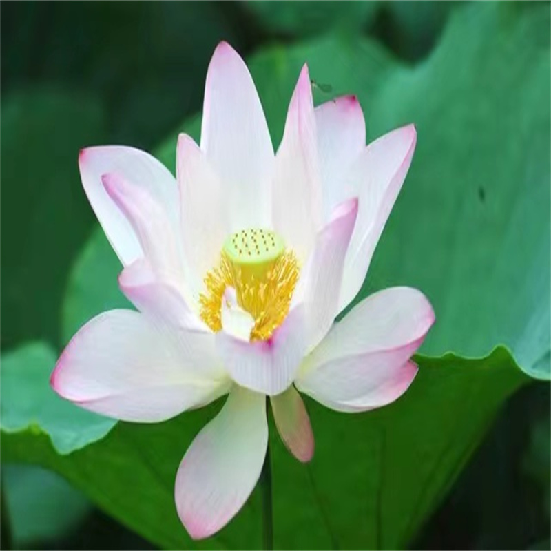 寧德福鼎觀賞荷花苗價(jià)格從優(yōu)