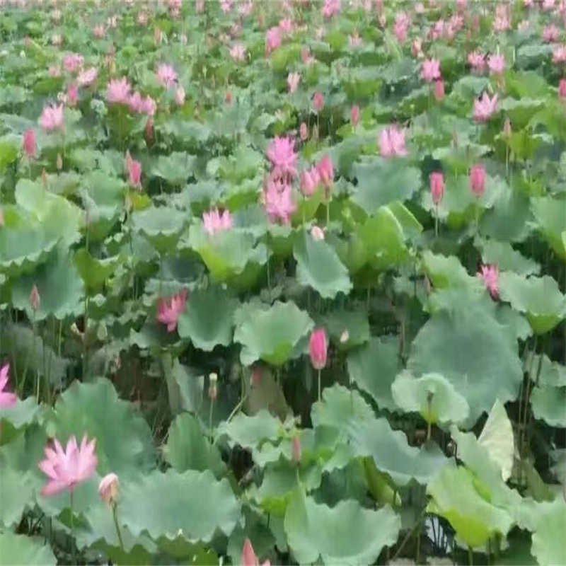 文山盆栽荷花貨比三家再購買