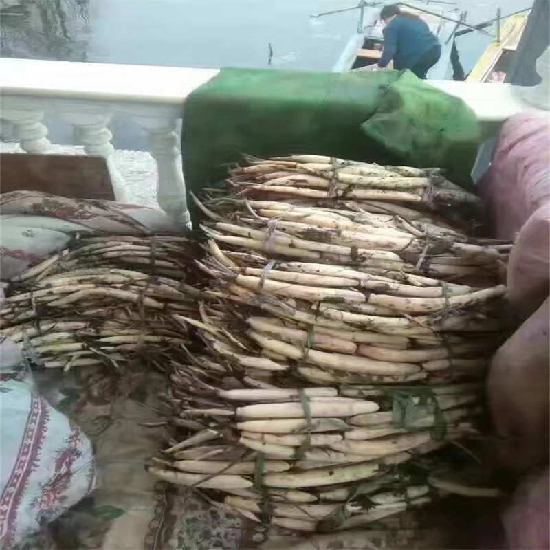 隴南武都質(zhì)優(yōu)價廉的水生植物種苗銷售廠家