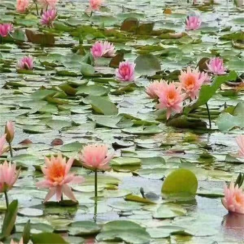 六盤水盤縣盆栽荷花苗企業(yè)-經(jīng)營豐富