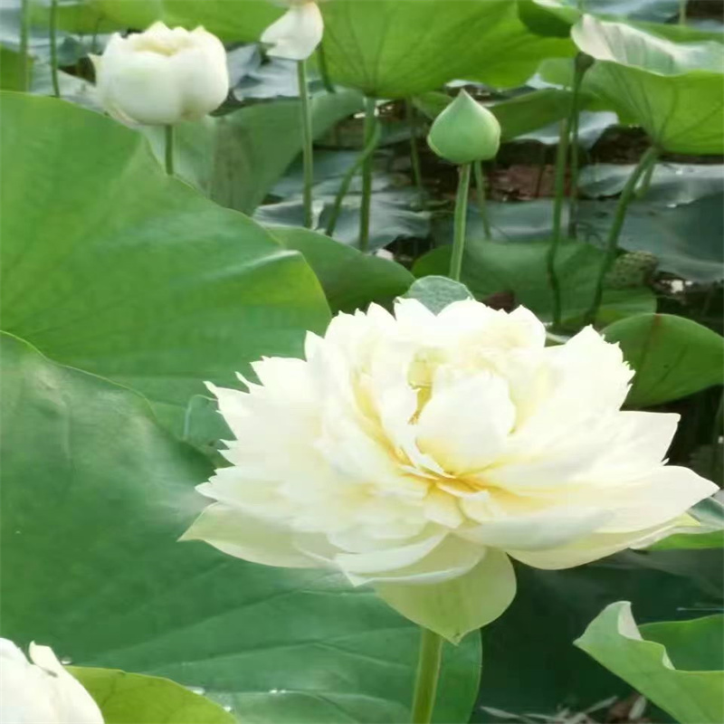 岳陽岳陽樓常年供應(yīng)耐寒荷花苗-省心