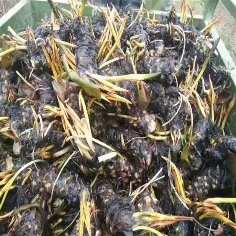 有現(xiàn)貨的撫州金溪全年荷花苗供貨商