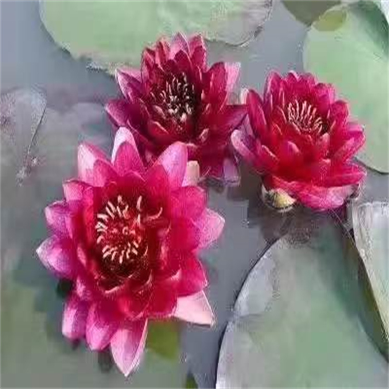 洛陽欒川粉色荷花苗-多年大廠