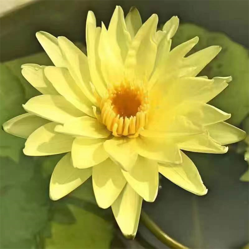 常年供應(yīng)花香濃荷花苗-省心