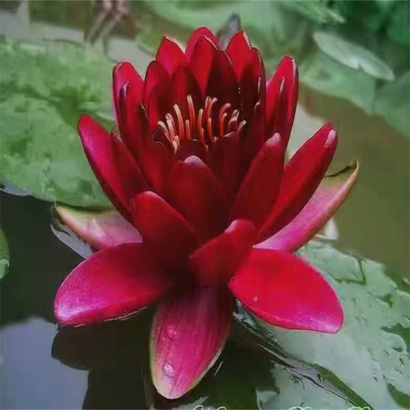 專注根系發(fā)達(dá)荷花苗銷售