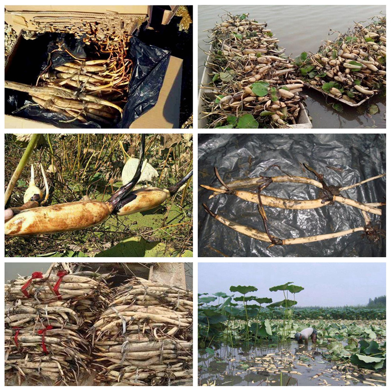 白色荷花苗廠家直銷-老顧客喜愛