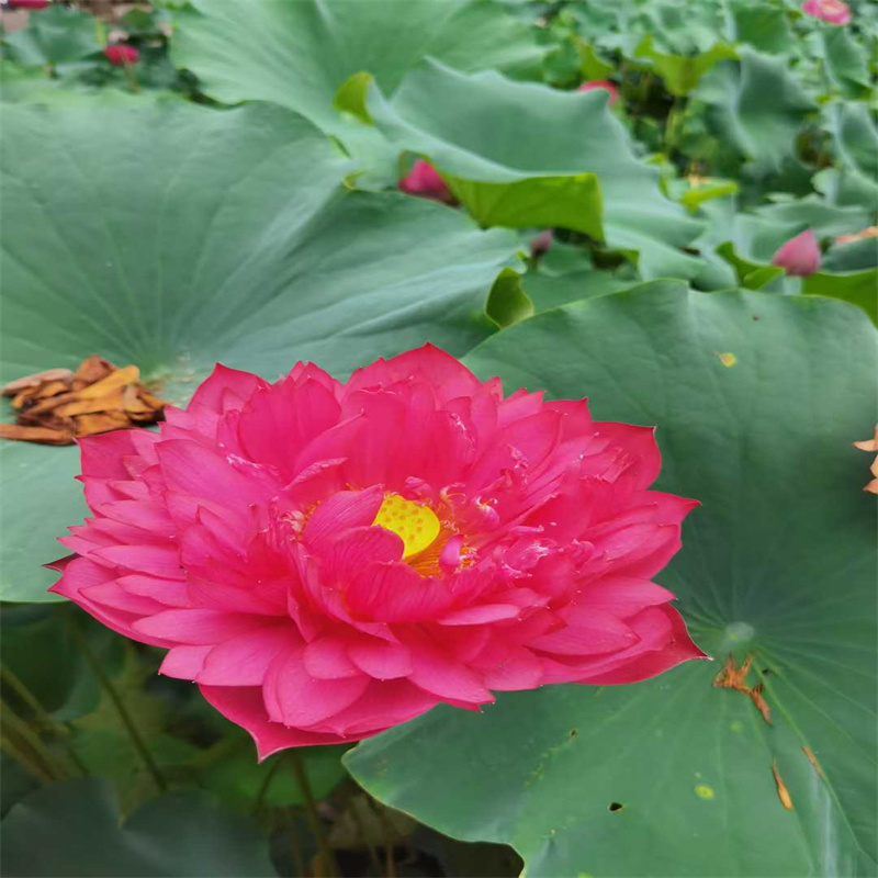 貴陽修文觀賞荷花苗-鉅惠來襲