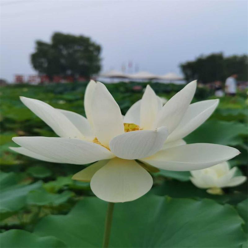 蓮藕苗可定制廠家