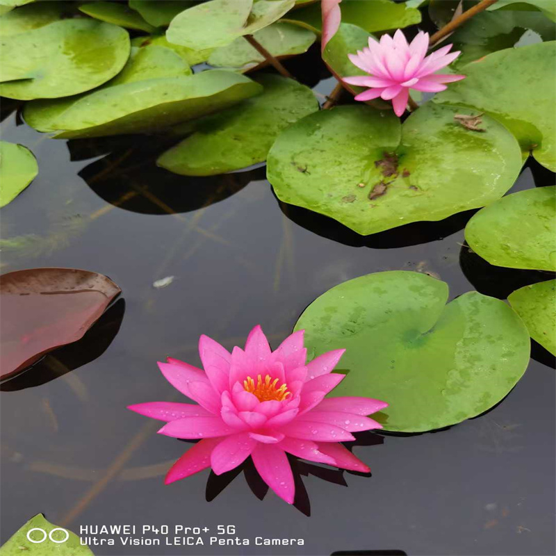 優(yōu)選岳陽平江優(yōu)惠荷花苗