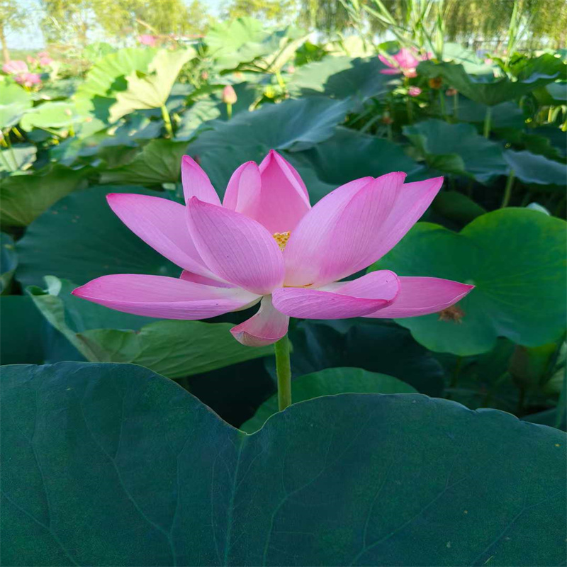 專注根系發(fā)達(dá)荷花苗銷售