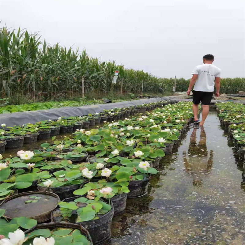 黑河北安荷花苗景區(qū)美化現(xiàn)貨充足