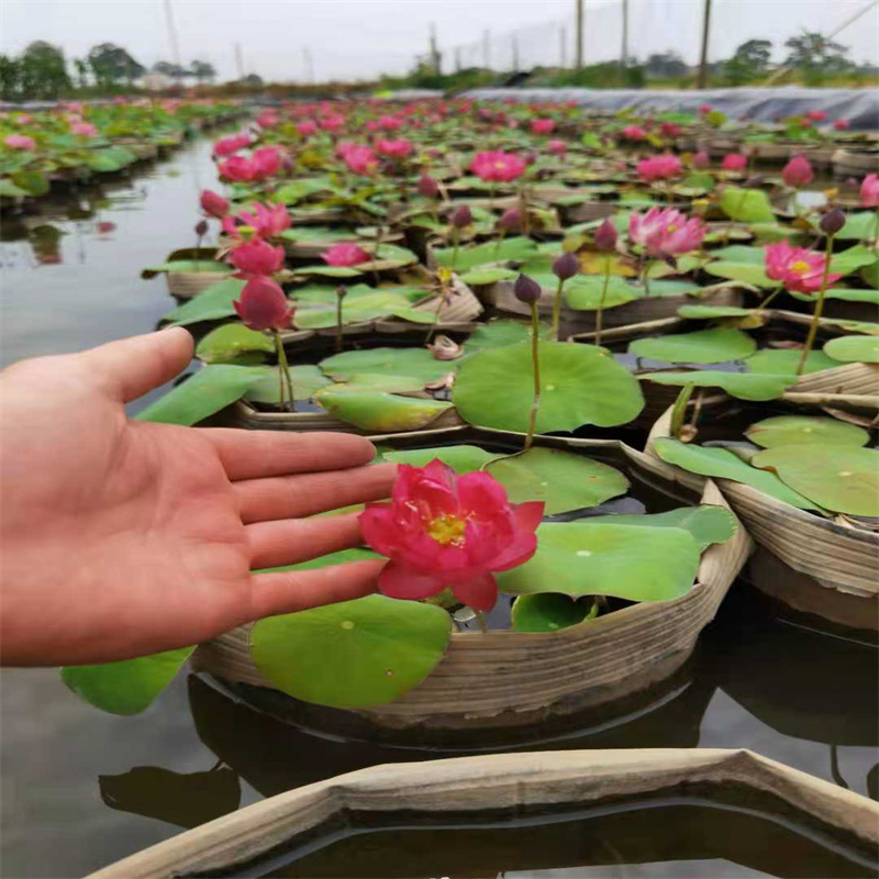 荷花苗保定淶源品牌廠家價格優(yōu)惠