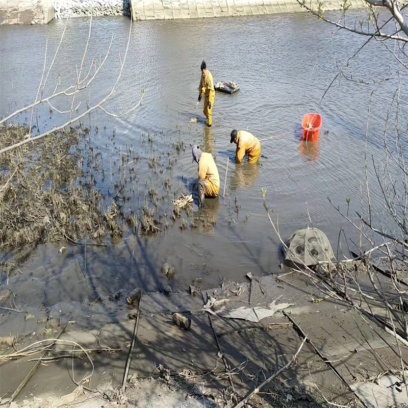 龍崗荷花苗生態(tài)修復制造廠_荷景園林綠化工程有限公司