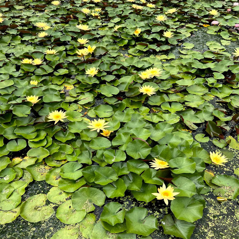 平頂山寶豐池塘荷花苗|品質(zhì)好的池塘荷花苗廠家