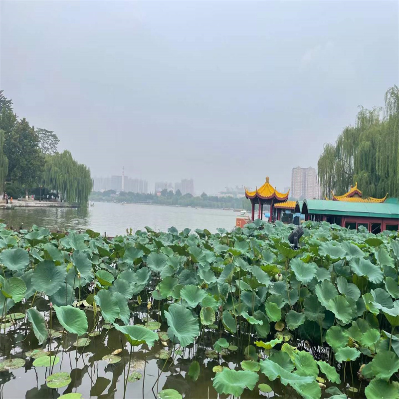 荷花苗零售貨源穩(wěn)定