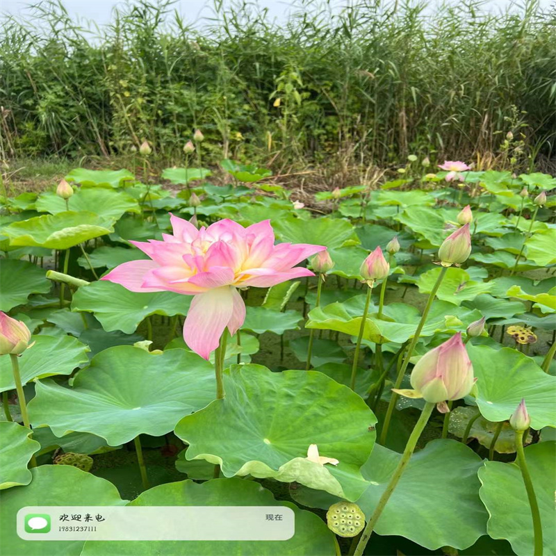 呂梁石樓大型荷花苗-大型荷花苗價(jià)廉