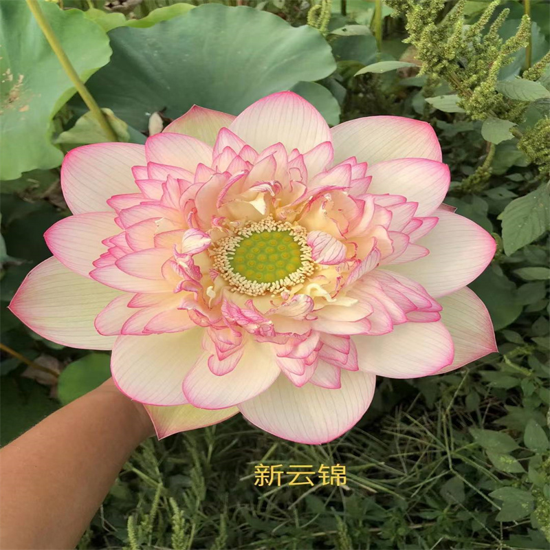 質(zhì)優(yōu)價廉的水生植物種苗銷售廠家