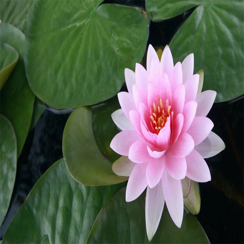 三門峽義馬抗堿荷花苗免費拿樣