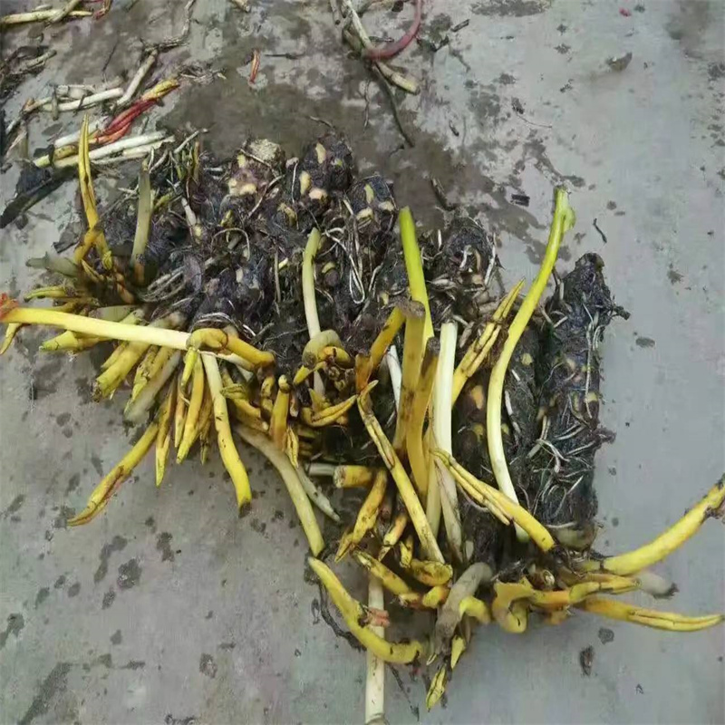 荷花苗,荷花種苗適用范圍廣