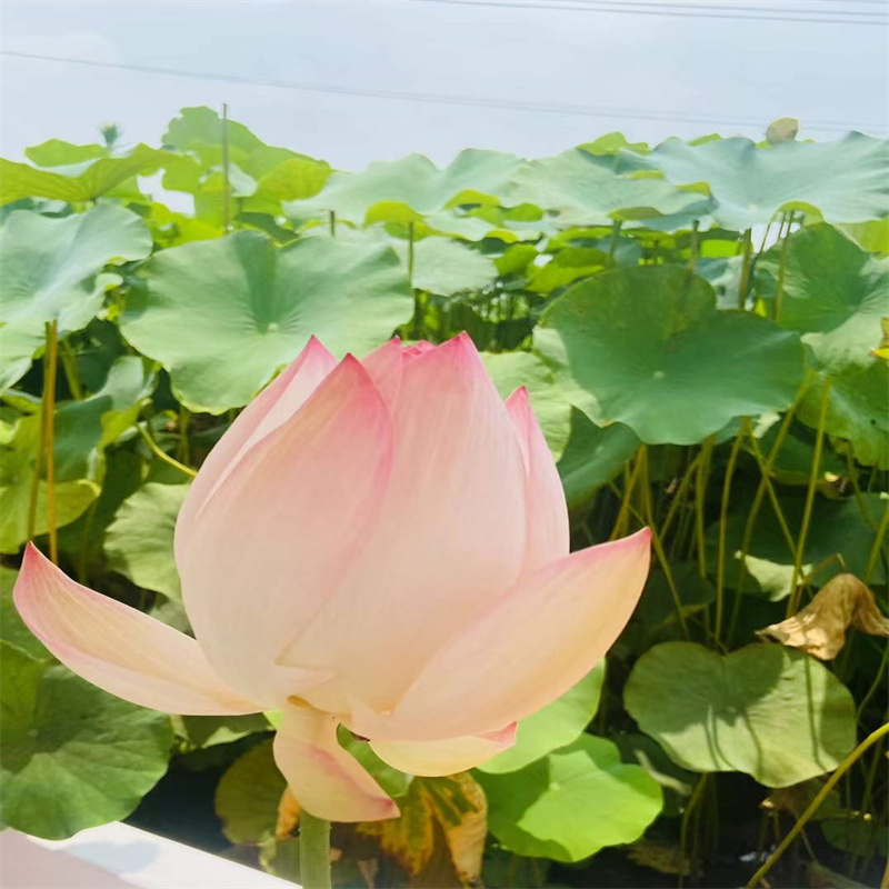 東莞專業(yè)銷售晚秋荷花苗-全國配送