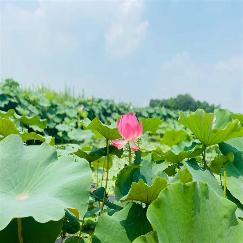 【圖】玉林興業(yè)精品荷花苗廠家批發(fā)