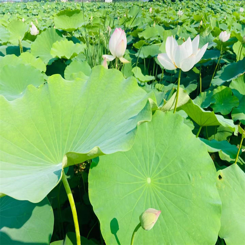荷花苗荷花藕苗用品質(zhì)贏得客戶信賴