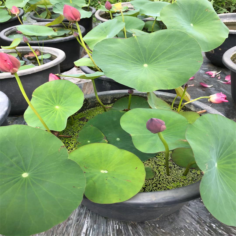 大同南郊定制觀賞荷花苗的供貨商