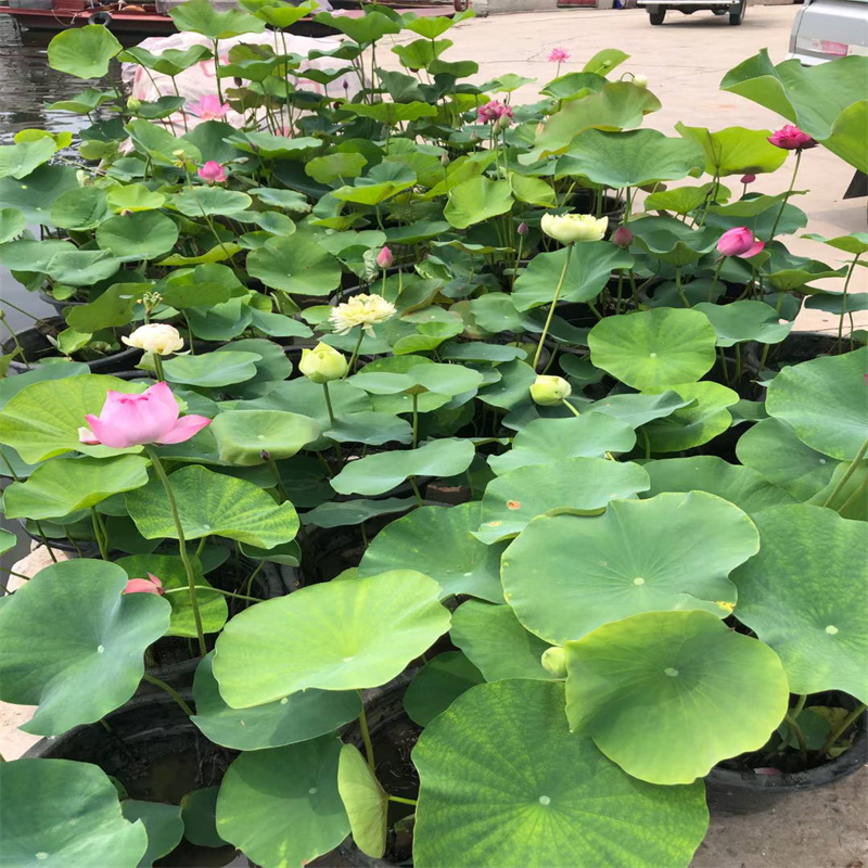精品荷花苗低報(bào)價(jià)