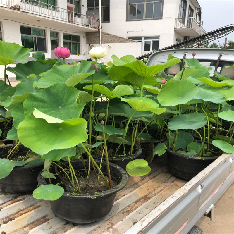 2025價格合理的##銅仁思南深水荷花苗廠家##免費咨詢