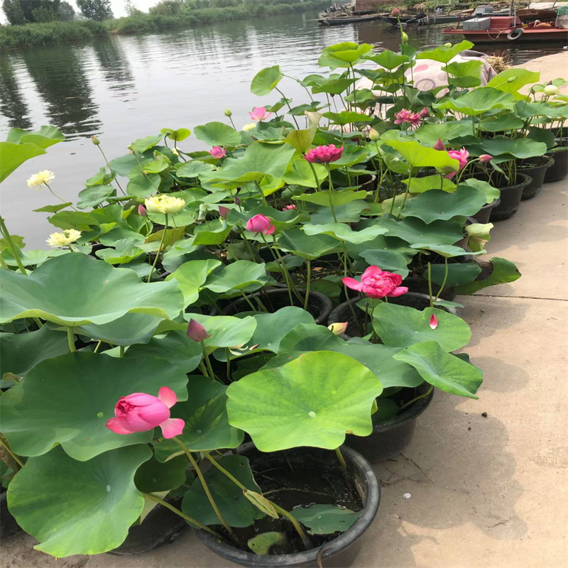 株洲蘆淞荷花苗庭院美化-大品牌質量有保障