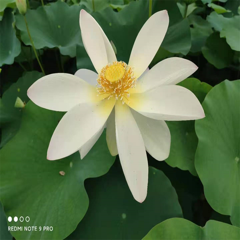 焦作修武耐寒荷花苗批發(fā)-制作精良