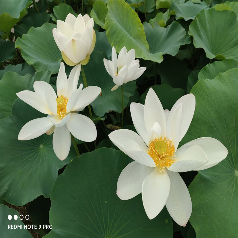 齊齊哈爾建華重信譽(yù)荷花苗批發(fā)供應(yīng)商