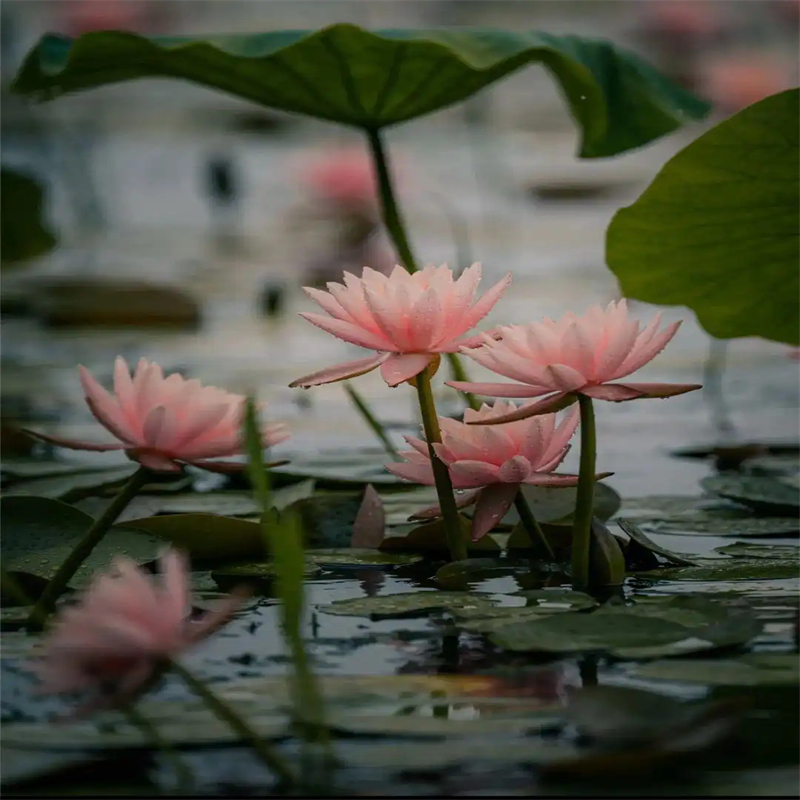 信陽浉河晚秋荷花苗品牌-報(bào)價(jià)