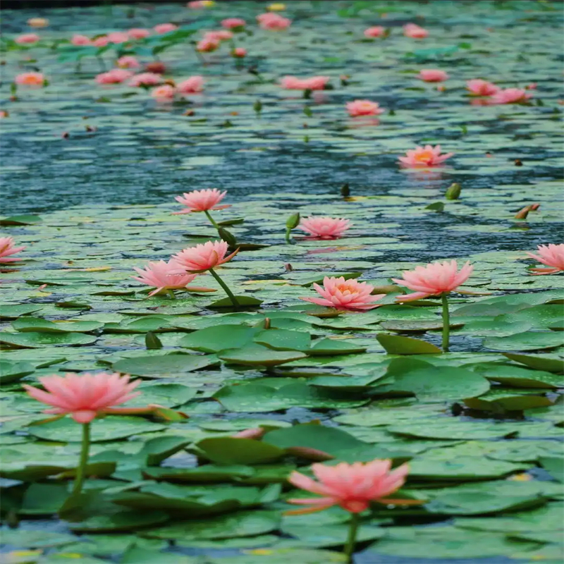 信陽新縣盆栽荷花苗廠家直發(fā)-價(jià)格透明