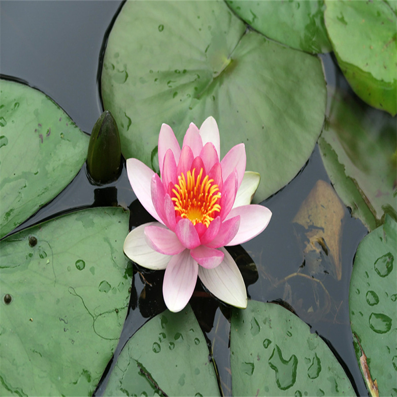 西安專業(yè)銷售無病蟲害荷花苗-保質(zhì)