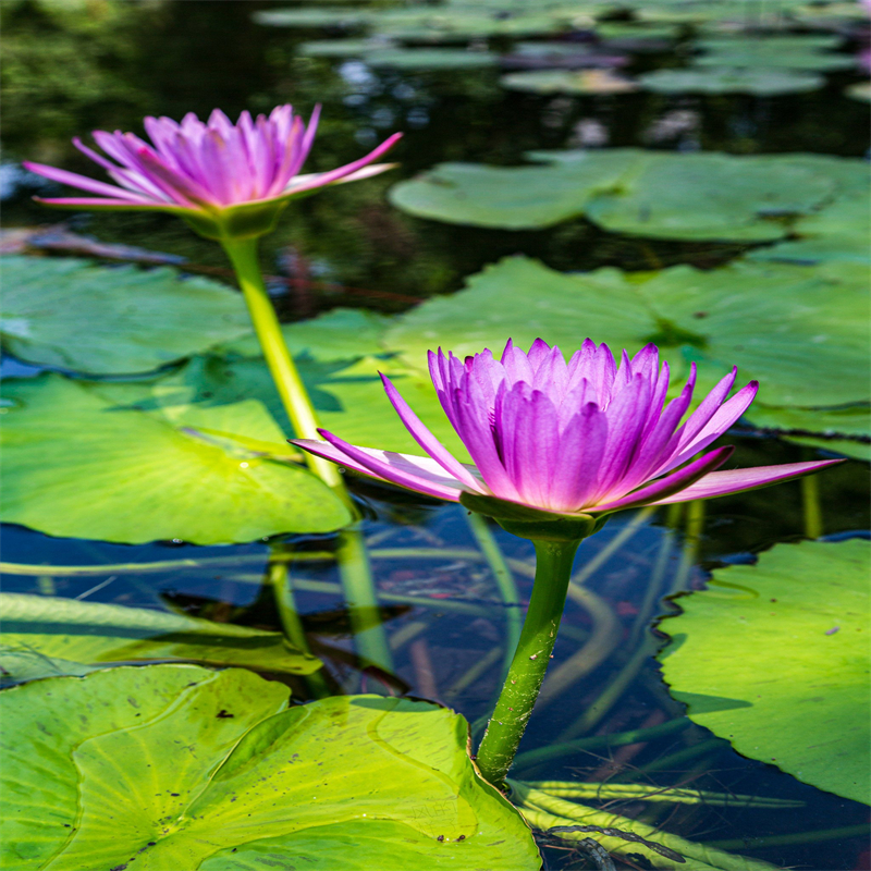 惠州博羅大型荷花苗、大型荷花苗廠家-發(fā)貨及時