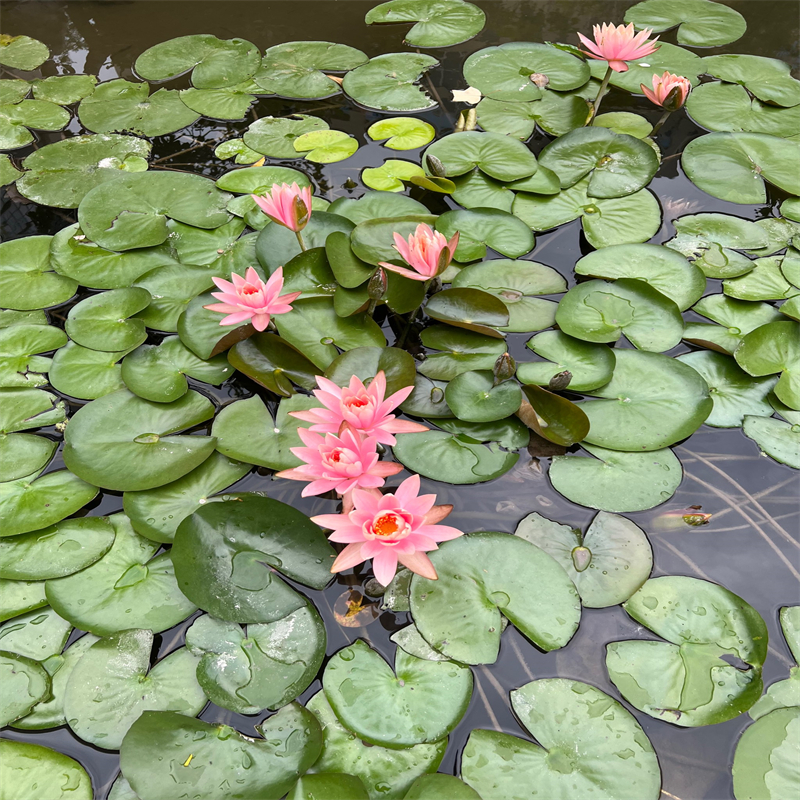 永州藍(lán)山野生荷花苗質(zhì)量?jī)?yōu)異