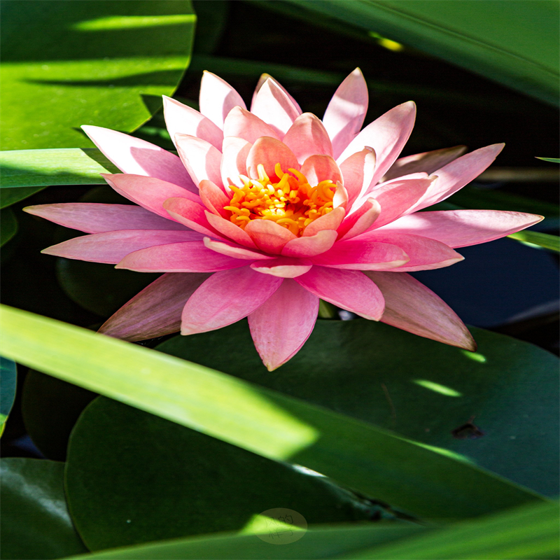 甄選:南京棲霞初夏荷花苗生產(chǎn)廠家