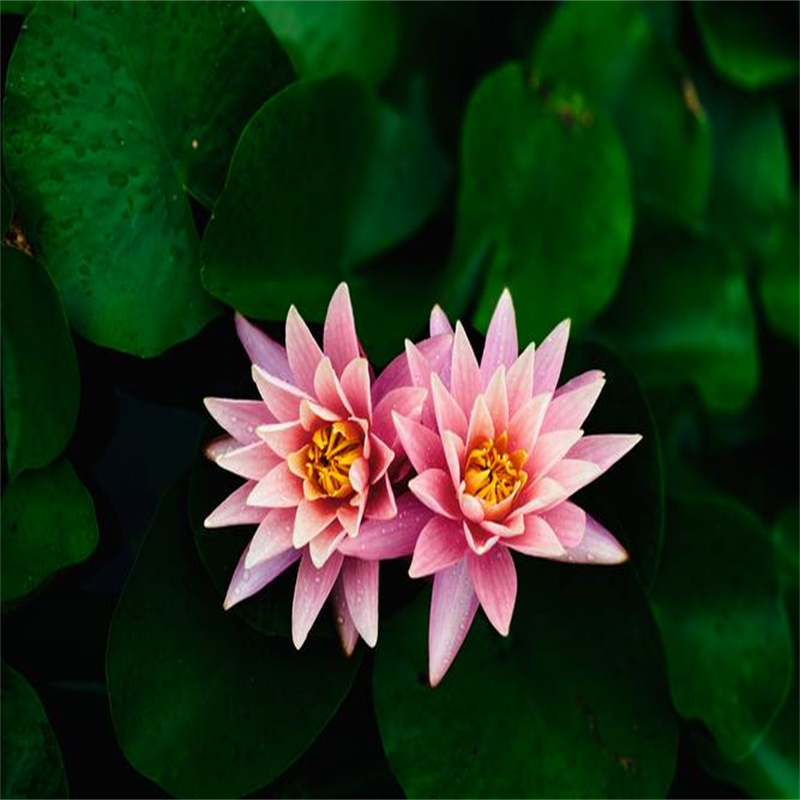 菏澤牡丹荷花苗零售貨源穩(wěn)定