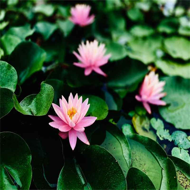 2025發(fā)貨快速#恩施來鳳花型美荷花苗#實體廠家