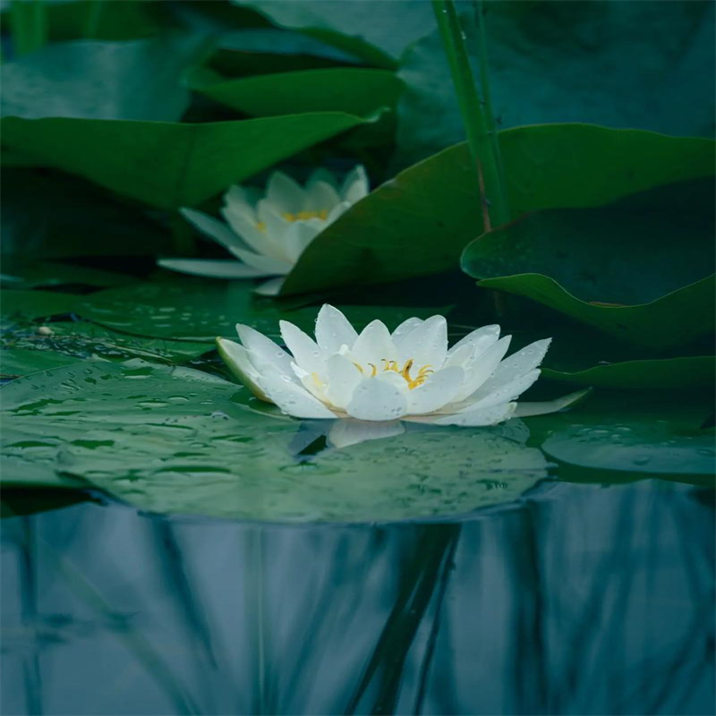 漳州平和食用荷花苗-食用荷花苗供應(yīng)