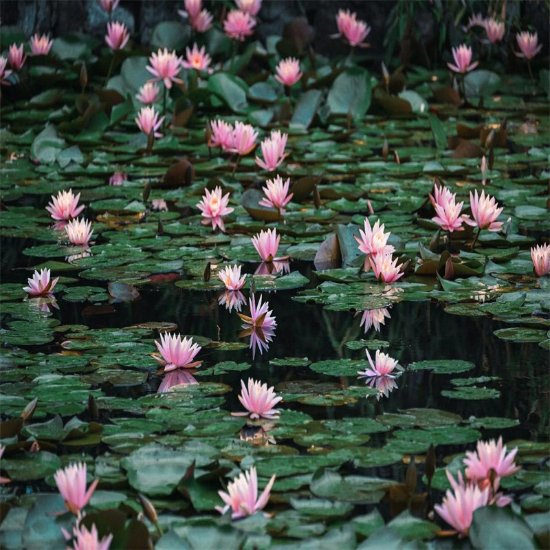 常年供應(yīng)花香濃荷花苗-省心