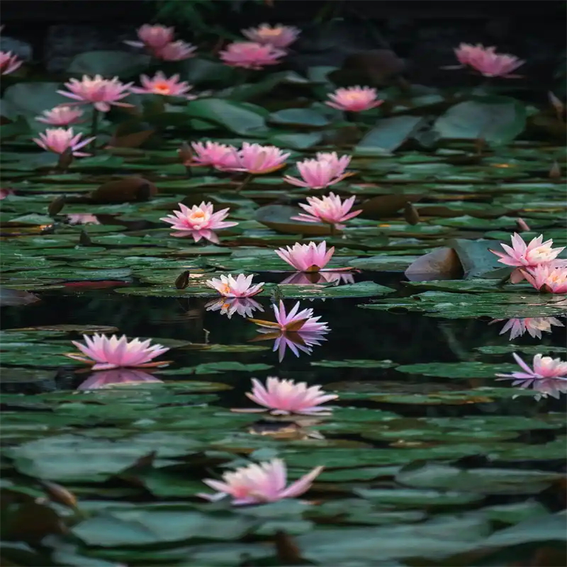 荷花苗零售備貨充足