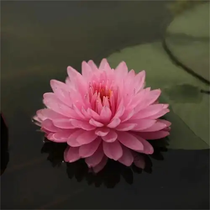 荷花苗-荷花種苗N年生產(chǎn)經(jīng)驗(yàn)