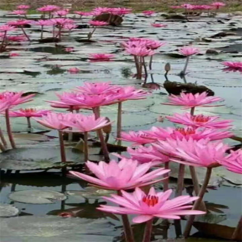 張家口萬(wàn)全生產(chǎn)根系發(fā)達(dá)荷花苗的實(shí)體廠家