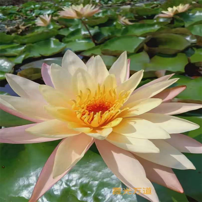 保山騰沖發(fā)貨速度快的秋季荷花苗廠家