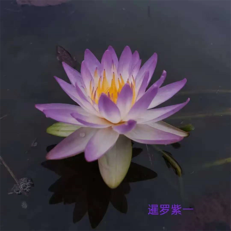 荷花苗觀賞荷花苗放心得選擇