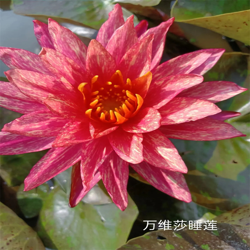 婁星荷花苗藕苗價(jià)格低