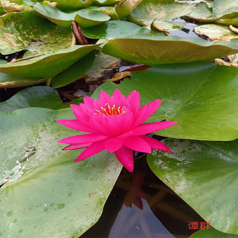 買(mǎi)甘肅荷花苗度假村必看-售后保證