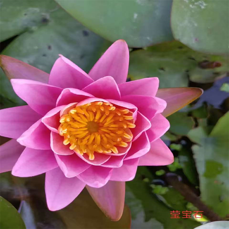 常年供應(yīng)花香濃荷花苗-省心